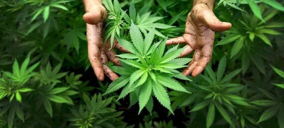 cannabis-growing-101-1-min-600x257