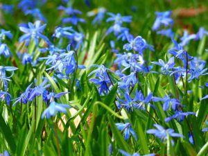 Scilla toxic flower