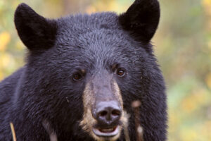 stay safe when meeting a Black bear