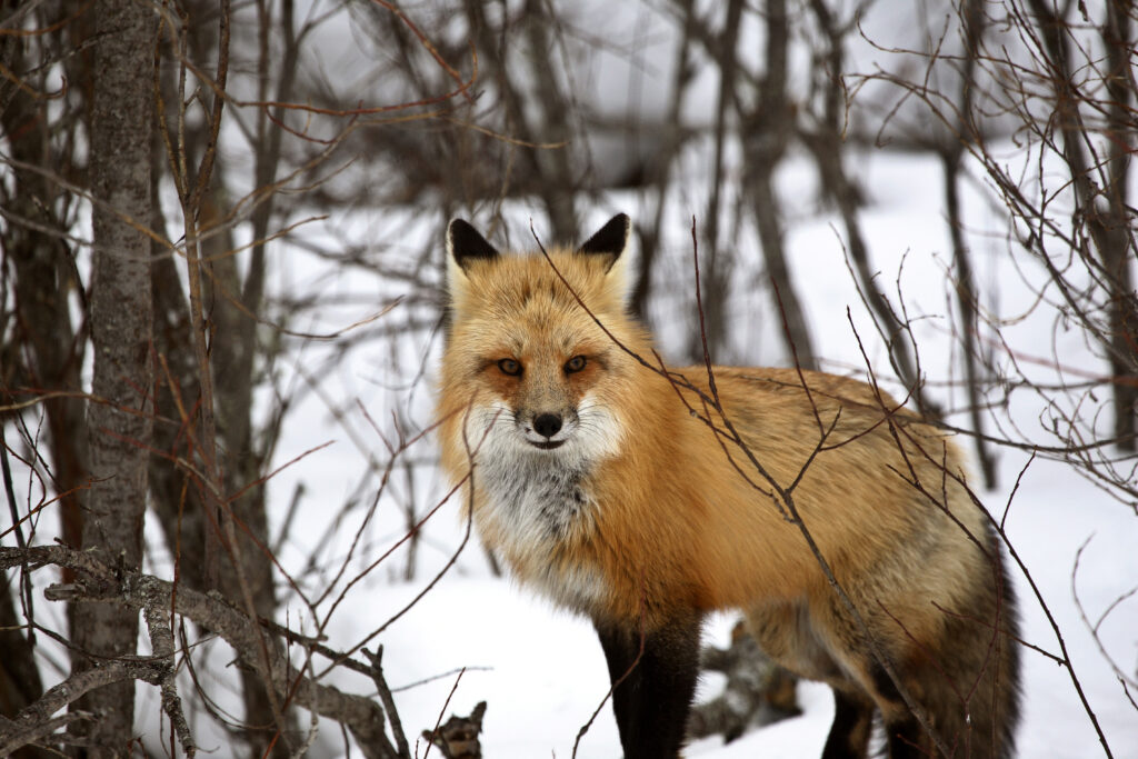 wild animal in forest